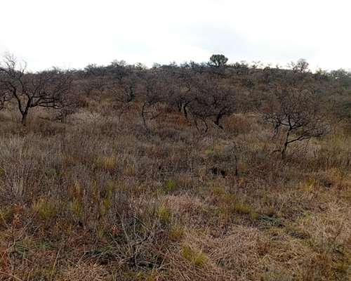 Venta de 213 Ha Ganaderas en Berrotarán