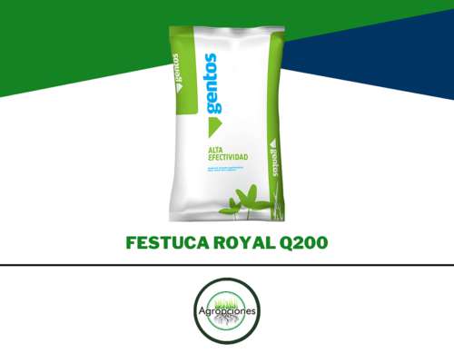 Semilla de Festuca Royal Q200 - Gentos