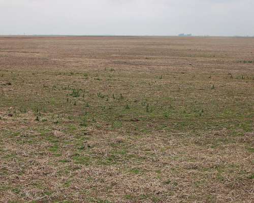 Campo en Venta 800 HA. Mixto. Carlos Casares. Oportunidad.