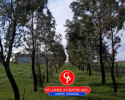 En Venta 600 Has Guatrache, la Pampa.-