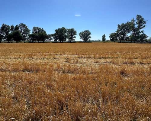 Campo Mixto de 250 Hectáreas