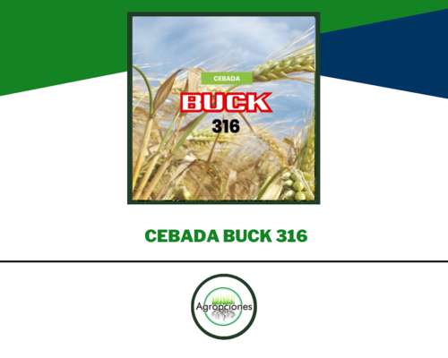 Semilla de Cebada Forrajera Buck 316