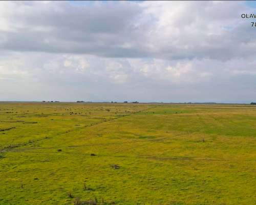 Campo Venta Olavarria 878 Ha Ganaderas