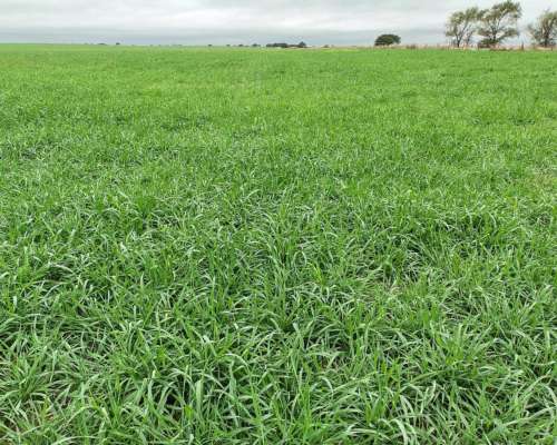 400ha Agricola Ganaderas en Departamento Guatrache
