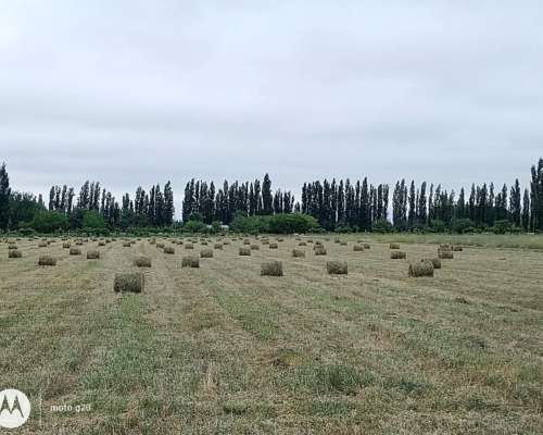Lovendo Campito Rentable en Mendoza