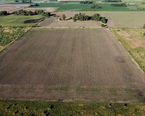 20 Ha Agricolas en Roque Pérez (BS AS)