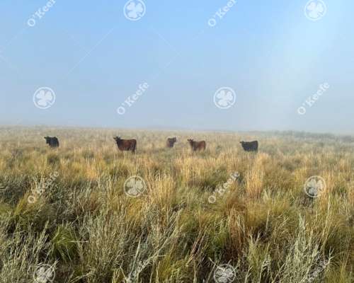 Campo Cría- Recría 74.000 Has Mendoza