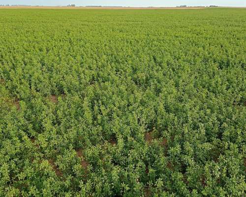 Rollos de Alfalfa 2026