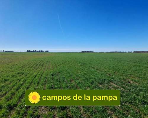 Cordoba – Venta muy Buen Campo Agricola 440 Ha Pampa Arenosa