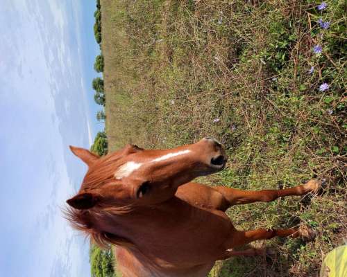 2 Petisos y 2 Petisas