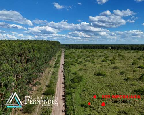 65 + 48 Has. Zona Forestal