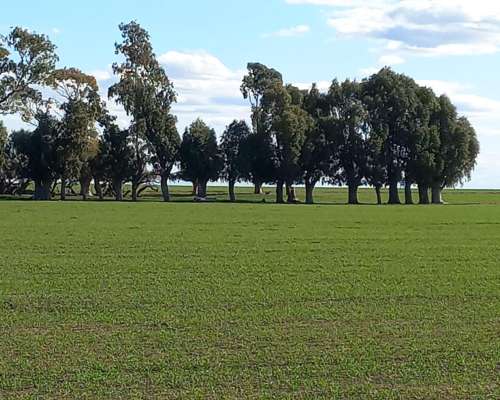 Vendo Campo Mixto Cercano a Ruta