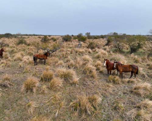 Pcia. de Corrientes - Curuzu Cuatia 14884 Has