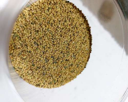 Vendo Semilla Alfalfa Monarca G8