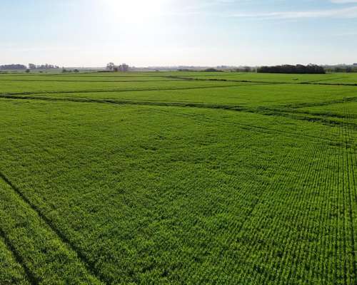 340 Ha Agricolas Capitan Sarmiento