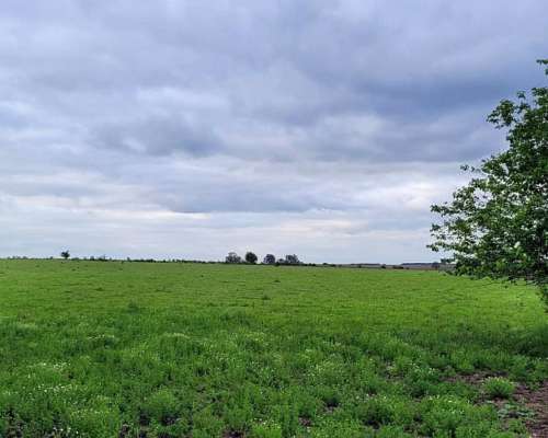 225 Ha en Ubajay - Dto. Colón. Entre Ríos