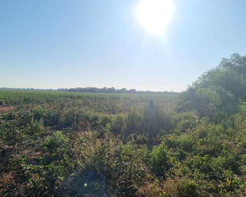 Campo Agricola en Venta 500 Has Santa Sylvina Chaco