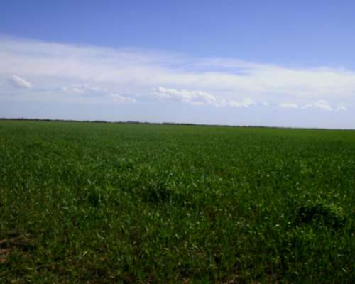 900ha Estancia la Perfección .agrícola. 7 Quintales de Renta