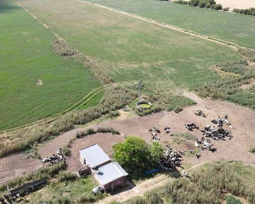 Campo Camino Diego Gaynor