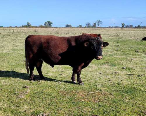 Vendo Toro Angus Colorado de Dos Años y Medio