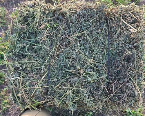 Fardos Alfalfa de 1era