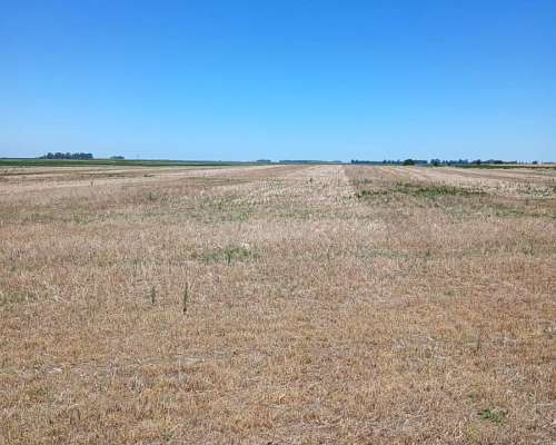 Campo Mixto - Bolivar