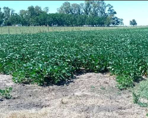 42 Ha Agricolas Venta Sobre Ruta Saladillo