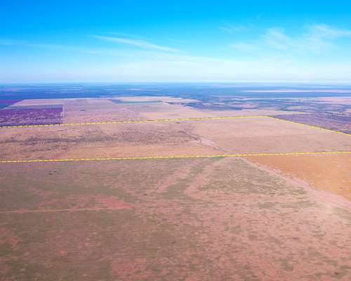 664 HA. Agricolas. Pinto