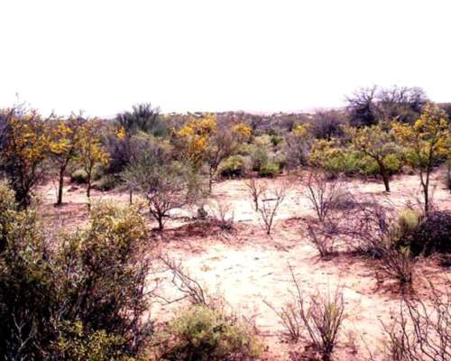 San Juan, 7000 Has - Oferta