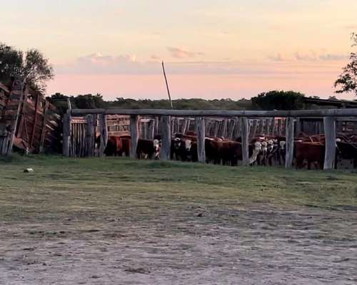 Se Arrienda Campo Mixto en Corrientes