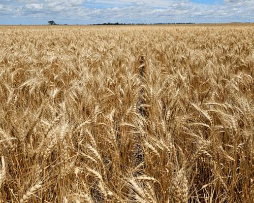 1500 Has Agricolas, Ganadera en Obispo Trejo Cordoba