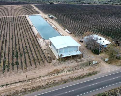 74 Has Carril Chimbas Pozo Nuevo, Goteo y Tela Antigranizo
