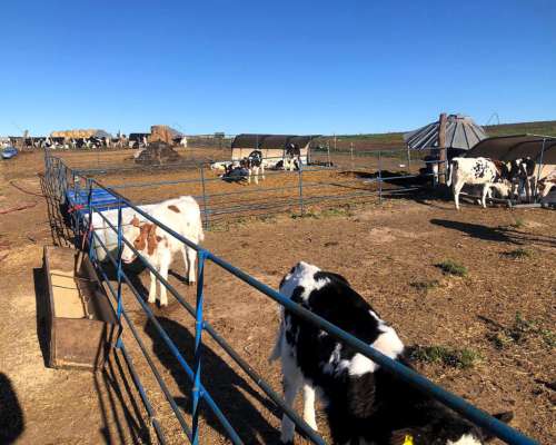 Módulos de Corral para Terneros (sin Iva)