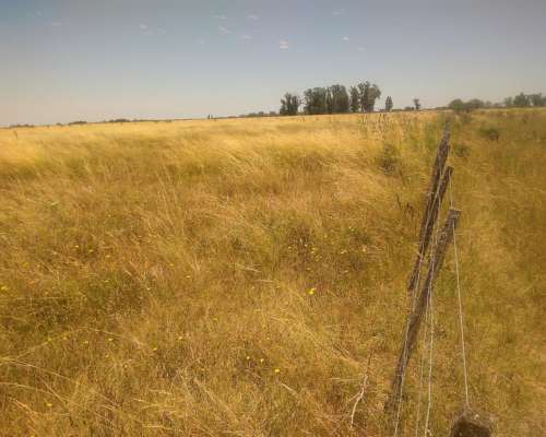 Ofrezco Arrendamiento 155 Has. Ganaderas Pergamino 100 Kg/ha