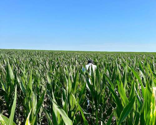 1000 Has Mixtas Salliquelo