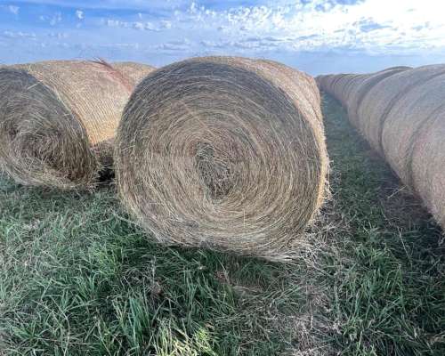 Rollos de Pasturas Consociadas