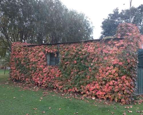 70 Has Agrícolas Suelo 1 con Casco Impecable.
