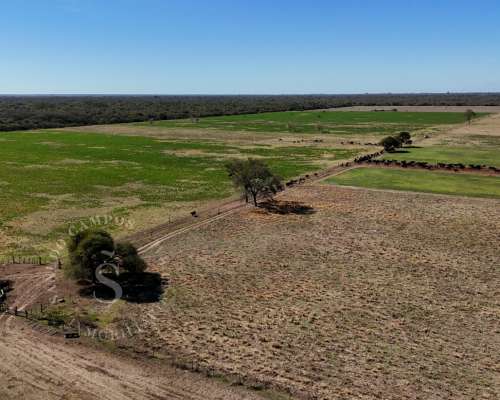 Venta Campo Mixto. 196 HA. la Camila, Santa FE.