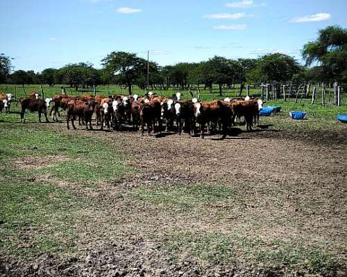 Campo Ganadero con Mejoras en Chajari