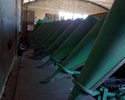 Cabeza Maicero Ombu 14/52 año 2015