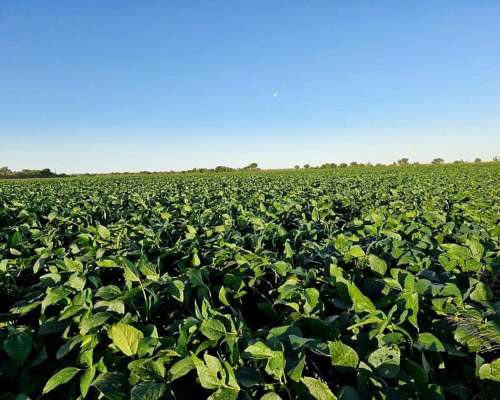 Excepcional Estancia Agrícola 3580 HA. Premium en Quimili