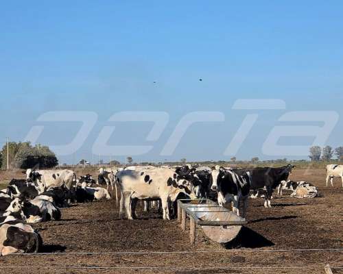 Comederos de Acero Inoxidable 6 Mts (sin Iva)