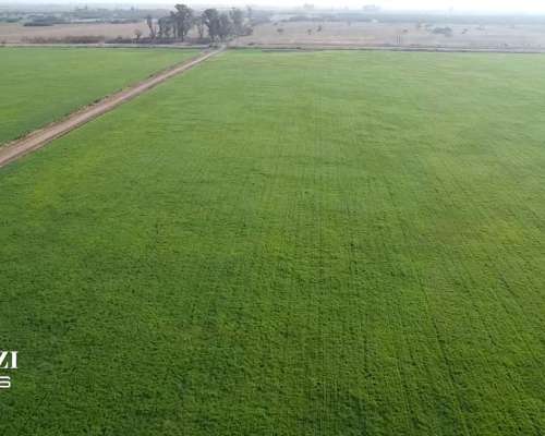 150 Ha Agricolas en Hersilia Sobre RP 38. IP 52%
