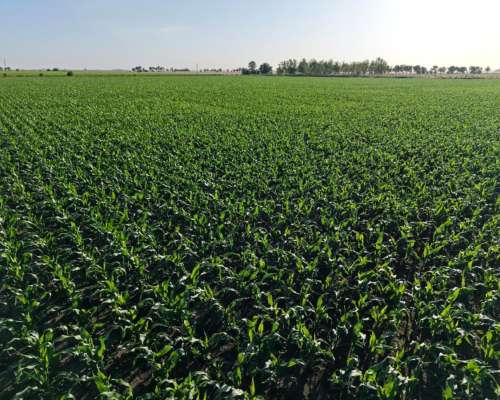 260 HA. Agricola. Depto San Martin (santa FE)