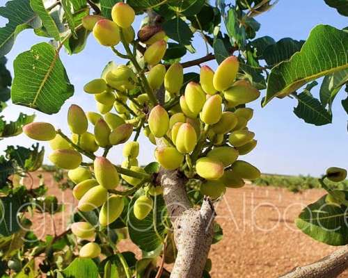 30 Ha de Pistachos en Rpoduccion