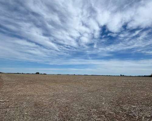 Campo Mixto 231 Hectáreas