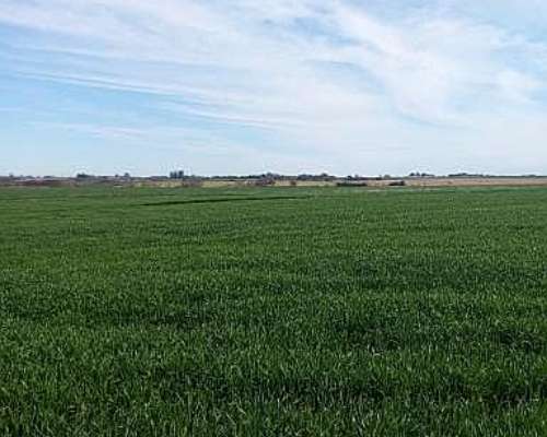 Campo de 210 Has en Venta Riego y Mejoras