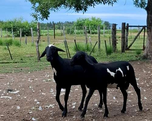 Carneros PPC Raza Santa Ines, Disponibles