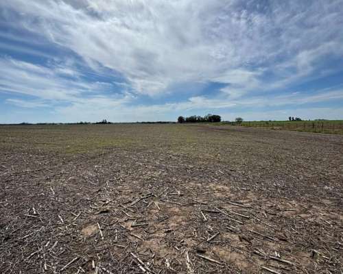 Campo Mixto 231 Hectáreas