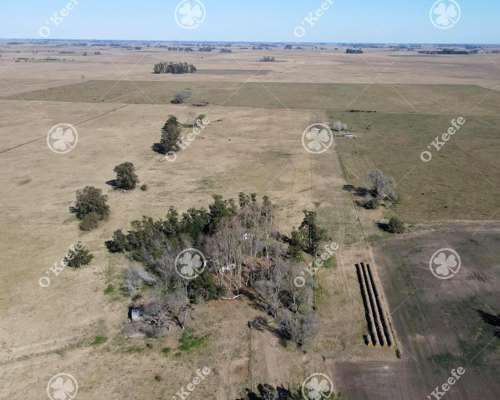 Campo Mixto Brandsen 650 Has